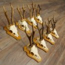 8 stuks reebokkengeweien – Set reebokkengeweien op trofeeplaten 21.510