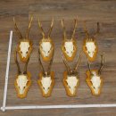 8 stuks reebokkengeweien – Set reebokkengeweien op...