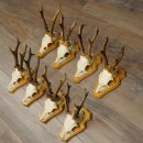 8 stuks reebokkengeweien – Set reebokkengeweien op trofeeplaten 21.510