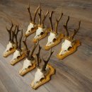 8 stuks reebokkengeweien – Set reebokkengeweien op trofeeplaten 21.510