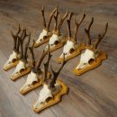8 stuks reebokkengeweien – Set reebokkengeweien op trofeeplaten 21.510