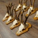 8 stuks reebokkengeweien – Set reebokkengeweien op trofeeplaten 21.510