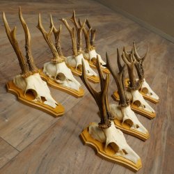 8 stuks reebokkengeweien – Set reebokkengeweien op trofeeplaten 21.510
