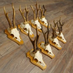 8 stuks reebokkengeweien – Set reebokkengeweien op trofeeplaten 21.510