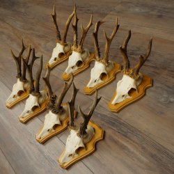 8 stuks reebokkengeweien – Set reebokkengeweien op trofeeplaten 21.510