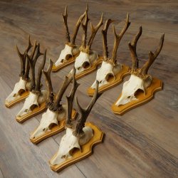 8 stuks reebokkengeweien – Set reebokkengeweien op trofeeplaten 21.510