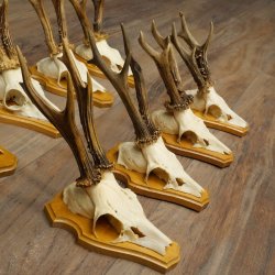8 stuks reebokkengeweien – Set reebokkengeweien op trofeeplaten 21.510