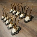 10 Roe Deer Antlers, Roe Deer Buck Antler Set on Trophy...
