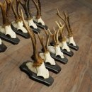 Hertengeweien, 10 stuks, reebokken, set reebokkengeweien op trofeeborden 21.511