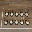 10 Roe Deer Antlers, Roe Deer Buck Antler Set on Trophy...