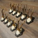 Hertengeweien, 10 stuks, reebokken, set reebokkengeweien op trofeeborden 21.511