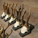 Hertengeweien, 10 stuks, reebokken, set reebokkengeweien op trofeeborden 21.511