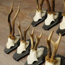 Hertengeweien, 10 stuks, reebokken, set reebokkengeweien op trofeeborden 21.511