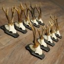 Hertengeweien, 10 stuks, reebokken, set reebokkengeweien op trofeeborden 21.511