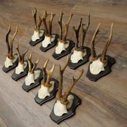 Hertengeweien, 10 stuks, reebokken, set reebokkengeweien op trofeeborden 21.511