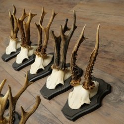 Hertengeweien, 10 stuks, reebokken, set reebokkengeweien op trofeeborden 21.511