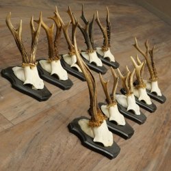 Hertengeweien, 10 stuks, reebokken, set reebokkengeweien op trofeeborden 21.511