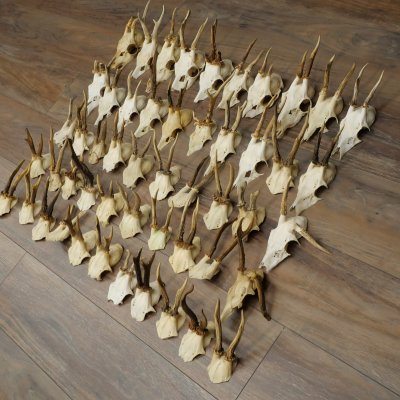 Loose deer antlers, 51 pieces, for hobbyists, Deer Set 11.106