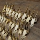 Loose deer antlers, 51 pieces, for hobbyists, Deer Set 11.106