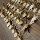 Loose deer antlers, 51 pieces, for hobbyists, Deer Set 11.106