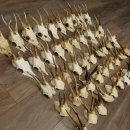 Loose deer antlers, 51 pieces, for hobbyists, Deer Set 11.106