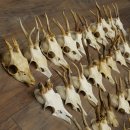 Loose deer antlers, 51 pieces, for hobbyists, Deer Set 11.106