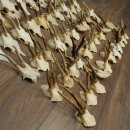 Loose deer antlers, 51 pieces, for hobbyists, Deer Set 11.106