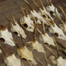Loose deer antlers, 51 pieces, for hobbyists, Deer Set 11.106