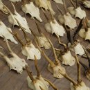 Loose deer antlers, 51 pieces, for hobbyists, Deer Set 11.106