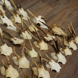 Loose deer antlers, 51 pieces, for hobbyists, Deer Set 11.106