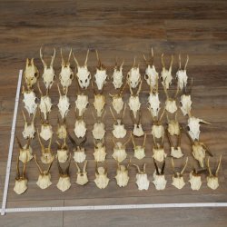 Loose deer antlers, 51 pieces, for hobbyists, Deer Set 11.106