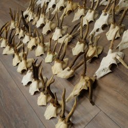 Loose deer antlers, 51 pieces, for hobbyists, Deer Set 11.106