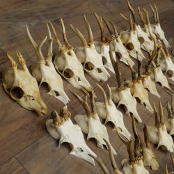 Loose deer antlers, 51 pieces, for hobbyists, Deer Set 11.106