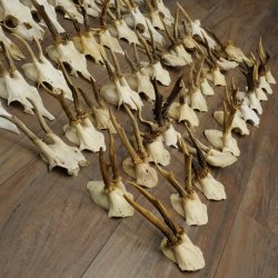 Loose deer antlers, 51 pieces, for hobbyists, Deer Set 11.106