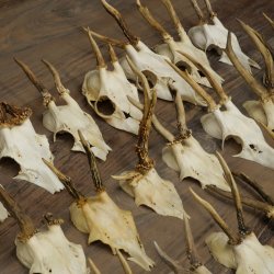 Loose deer antlers, 51 pieces, for hobbyists, Deer Set 11.106