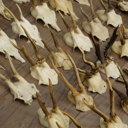 Loose deer antlers, 51 pieces, for hobbyists, Deer Set 11.106