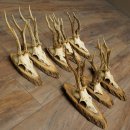 Reehoorns, 8 stuks, oude reebokken, reebokhoorns op...