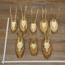 Reehoorns, 8 stuks, oude reebokken, reebokhoorns op...