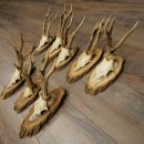 Reehoorns, 8 stuks, oude reebokken, reebokhoorns op boomschijven 20.133