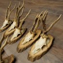 Reehoorns, 8 stuks, oude reebokken, reebokhoorns op boomschijven 20.133