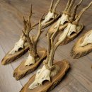 Reehoorns, 8 stuks, oude reebokken, reebokhoorns op boomschijven 20.133