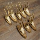 Reehoorns, 8 stuks, oude reebokken, reebokhoorns op boomschijven 20.133