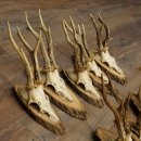 Reehoorns, 8 stuks, oude reebokken, reebokhoorns op boomschijven 20.133