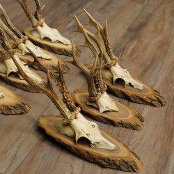 Reehoorns, 8 stuks, oude reebokken, reebokhoorns op boomschijven 20.133