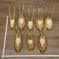 Reehoorns, 8 stuks, oude reebokken, reebokhoorns op boomschijven 20.133