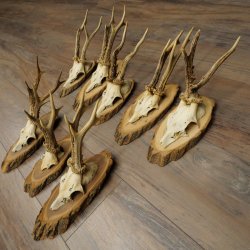 Reehoorns, 8 stuks, oude reebokken, reebokhoorns op boomschijven 20.133