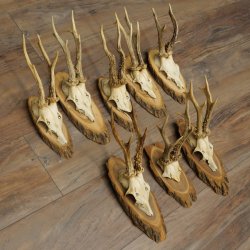 Reehoorns, 8 stuks, oude reebokken, reebokhoorns op boomschijven 20.133