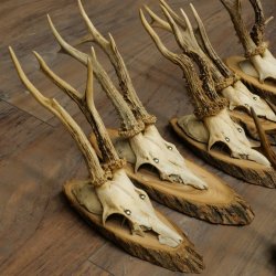 Reehoorns, 8 stuks, oude reebokken, reebokhoorns op boomschijven 20.133