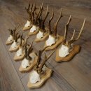 Reebogen 10 stuks reebokken op nieuwe trofeeplaten...