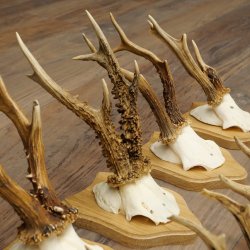 Cuernos de corzo: 10 ejemplares de corzo macho en nuevas placas de trofeos. Corzo, corzo macho, cuernos. 22.1436